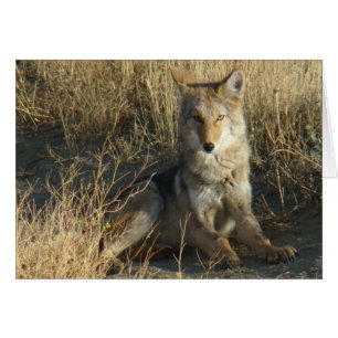 R15 Coyote Laying