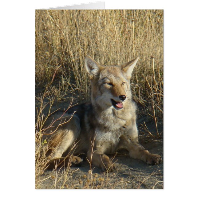 R18 Coyote Laying (Devant)