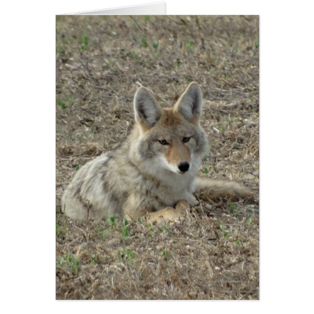 R22 Coyote Couché (Devant)