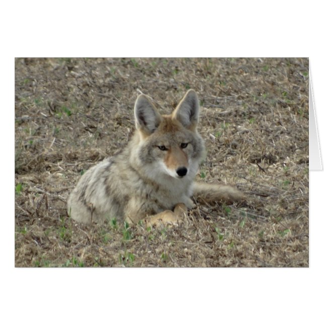 R22 Coyote Laying (Devant horizontal)