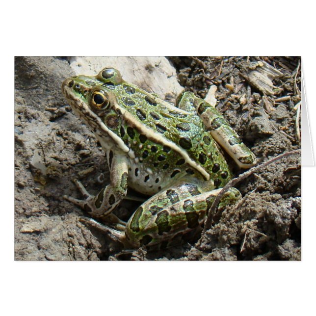 R3 Grenouille léopard (Devant horizontal)