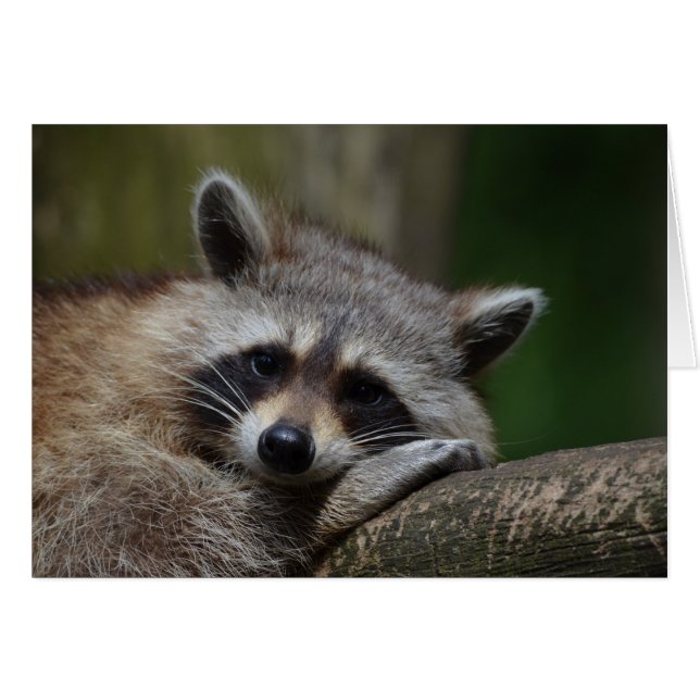 Raccoon (Devant Horizontal)