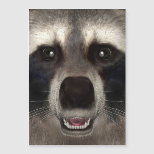 Raccoon