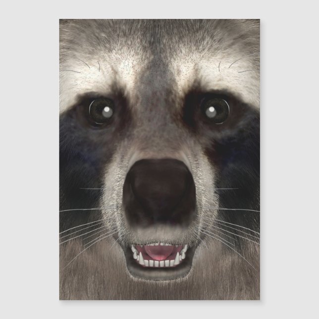 Raccoon (Devant)