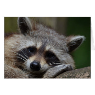 Raccoon