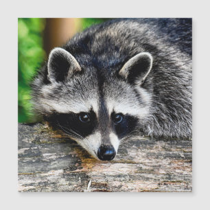 Raccoon 003