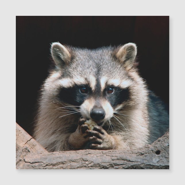 Raccoon 004 (Devant)