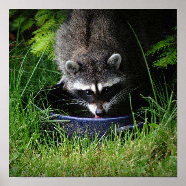 Raccoon Boire Impression (Devant)