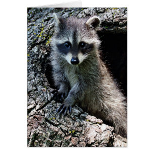 Raccoon dans le Den