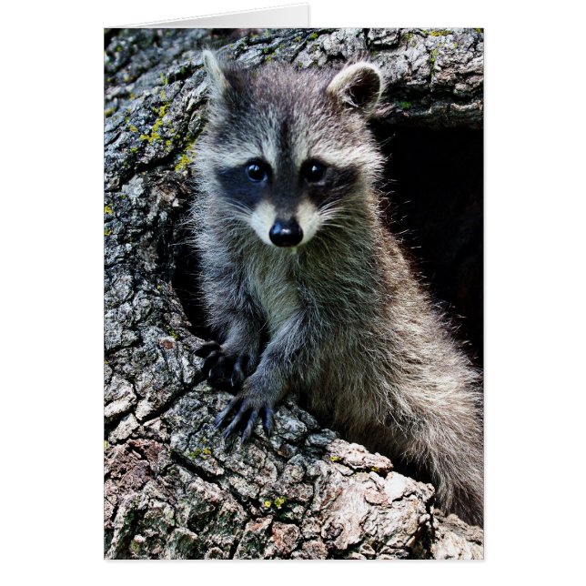 Raccoon dans le Den (Devant)