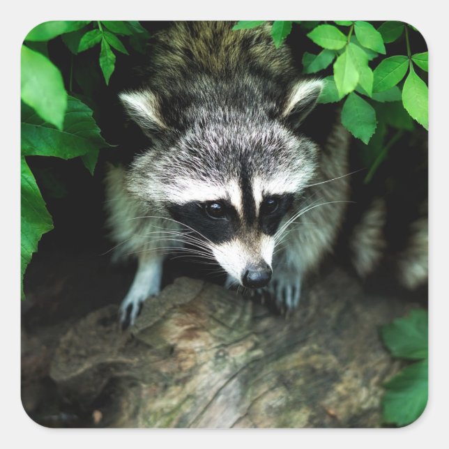 Raccoon En Forêt Nature Stickers Glosseux (Devant)