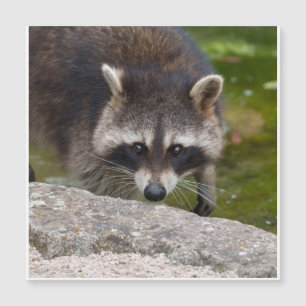 Raccoon Fait Contact Direct Avec L'Oeil