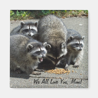 Raccoon Famille Maman Magnet
