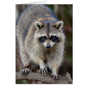 Raccoon, Procyon lotor, Floride, USA 2