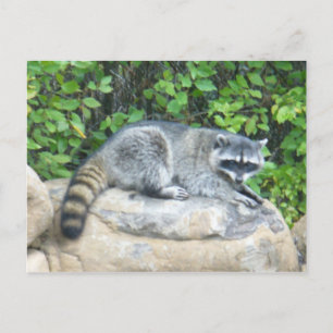 Raccoon sur rock Carte Postale