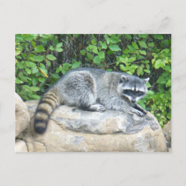 Raccoon sur rock Carte Postale (Devant)