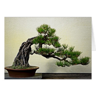 Racine au-dessus d'arbre de bonsaïs de pin de