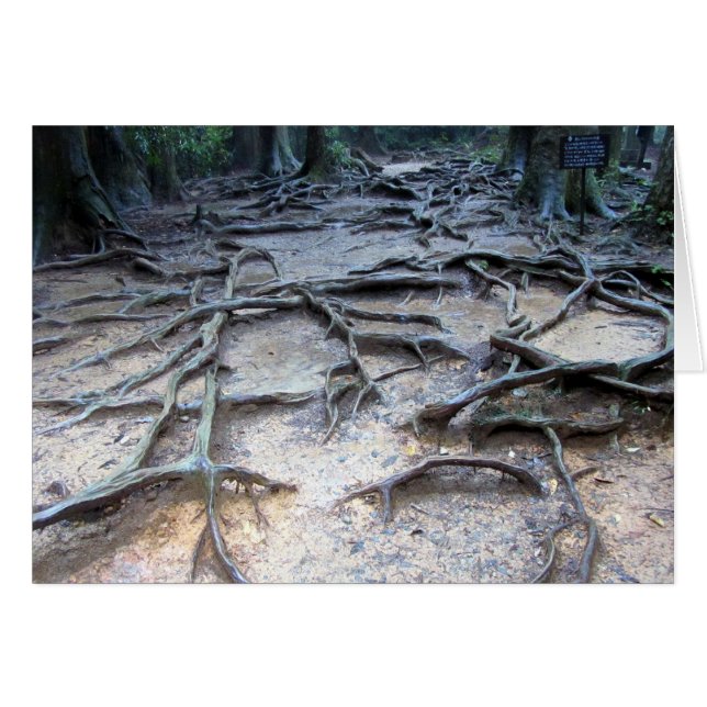 Racines d'arbres sur le mont Kurama (Devant horizontal)