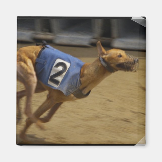 Racing Greyhound Carré Magnet (Devant)