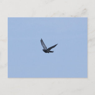 Racing Pigeon Arrivée Carte postale