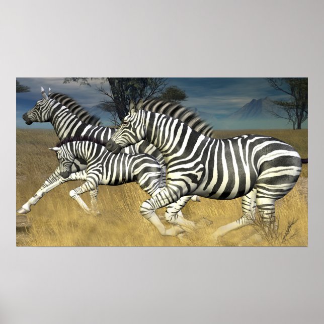 Racing Stripes - Herd of Zebra Poster print (Devant)