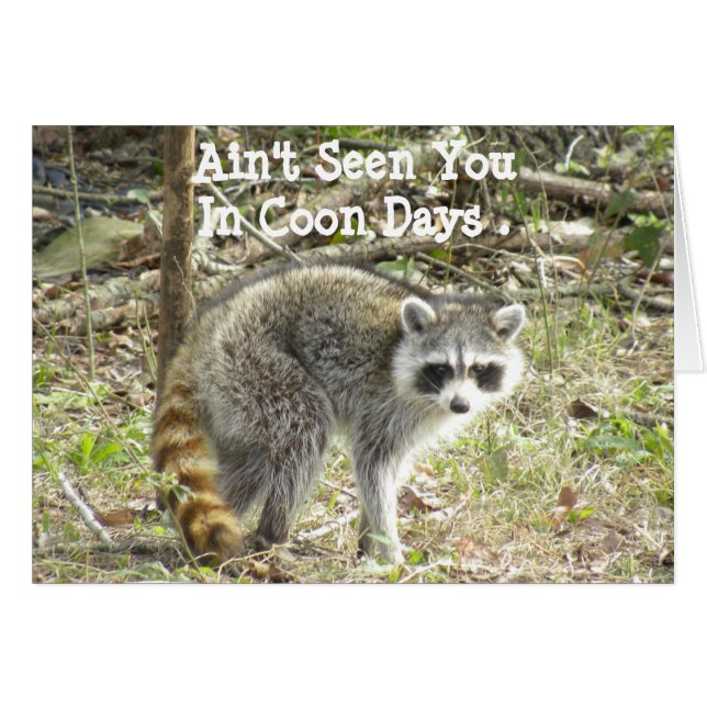 Racoon (Devant horizontal)