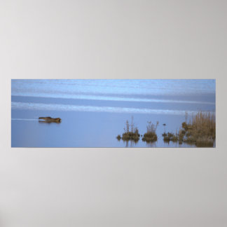 Racoon Swimming Photo Poster