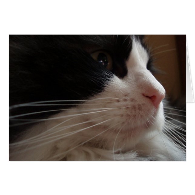 Ragdoll (Devant horizontal)