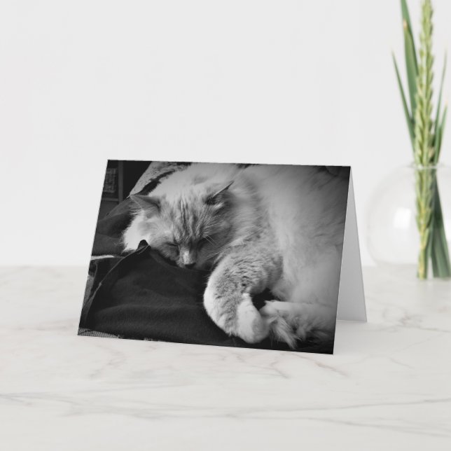 Ragdoll Chat / Noir, carte (Devant)