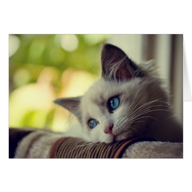 Ragdoll Kitten (Devant horizontal)