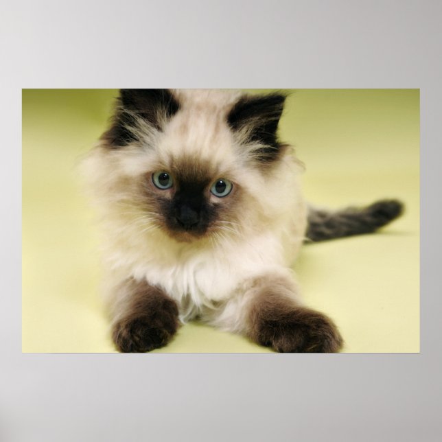 ragdoll kitten poster (Devant)