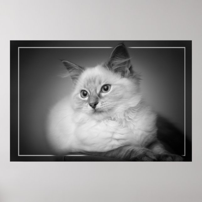 ragdoll kitten poster (Devant)