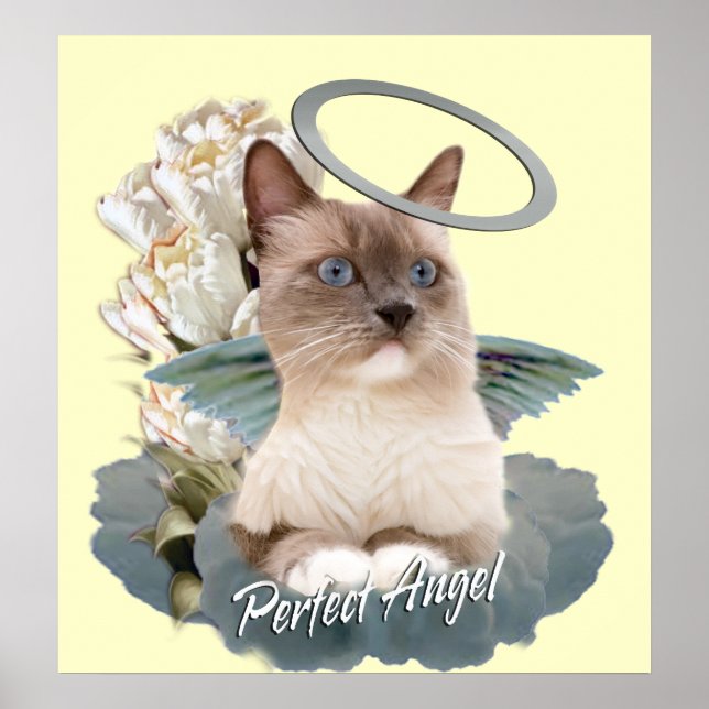 Ragdoll Perfect Angel Kitten poster (Devant)
