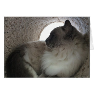 Ragdoll Profil de chat, carte