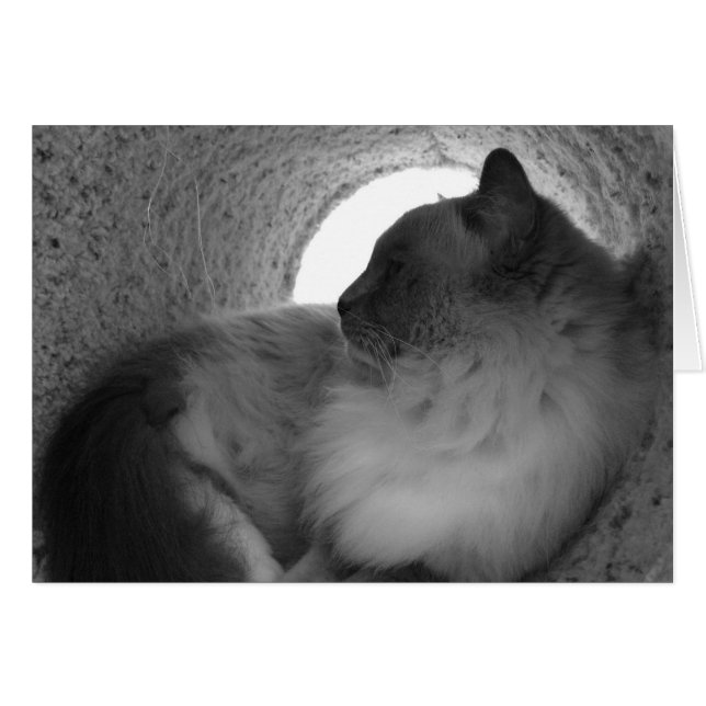 Ragdoll Profil de chat - Noir, carte (Devant horizontal)