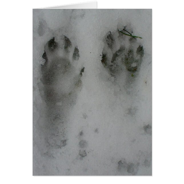 Ragondin de neige ' (Devant)