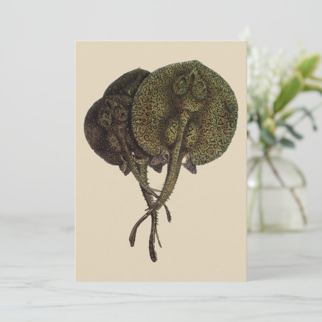 Raies Pastenagues Raies Pastenagues, Animaux de la (Debout devant)