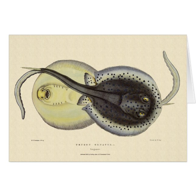 Raies pastenagues tachetées, animaux marins vintag (Devant horizontal)