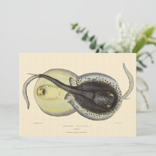 Raies pastenagues tachetées, Animaux marins vintag