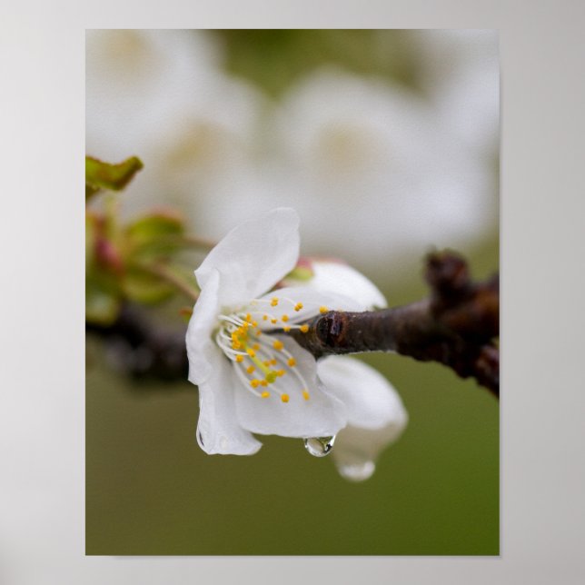 Rain droplet Poster Paper (Matte) (Devant)