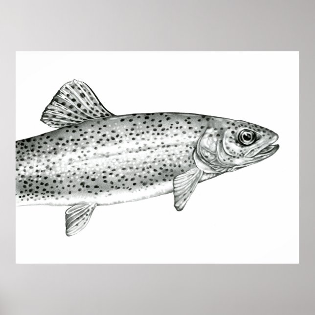 Rainbow Trout Drawing Poster (Devant)