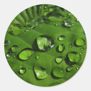 Raindrings sur Stickers Feuille verte