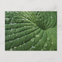 Raindrops sur carte postale Hosta Leaf
