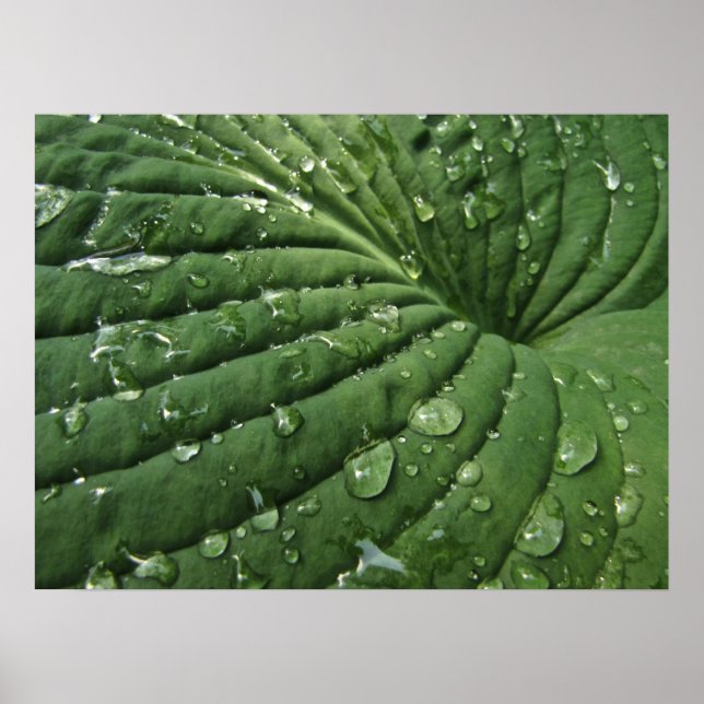 Raindrops sur Hosta Leaf Poster (Devant)