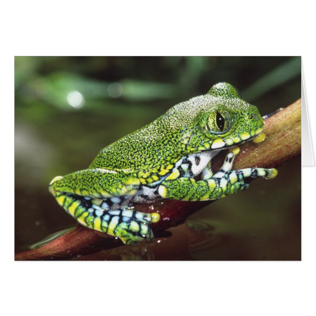 Rainette à gros yeux, Leptopelis vermiculatus, (Devant horizontal)