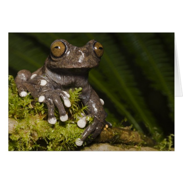 Rainette Tapichalaca captive Hyloscirtus 3 (Devant horizontal)