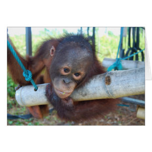 RainForest Jours au sanctuaire pour bébés animaux