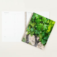 Raisin de cuve, France