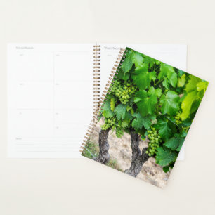 Raisin de cuve, France