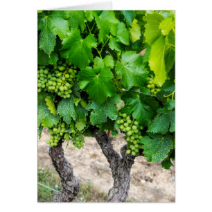 Raisin de cuve, France